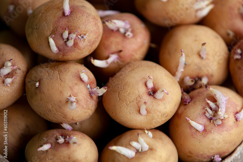 Obraz na płótnie Seedlings of potatoes with sprouts, prepared for planting. Close-up. w salonie