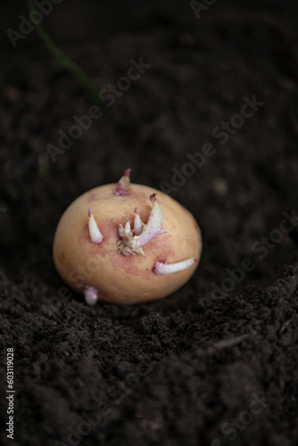 Obraz na płótnie Planting a potato tuber in the ground. Close-up. w salonie