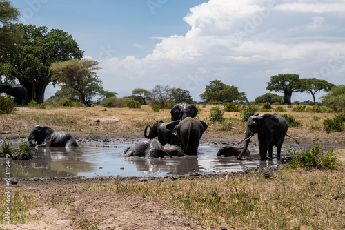 Canvas Print Family of elephants take a mud bath in a watering hole - Tanzania Africa