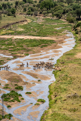 Beautiful landscape in Tarangire National Park, as zebras drink from a river