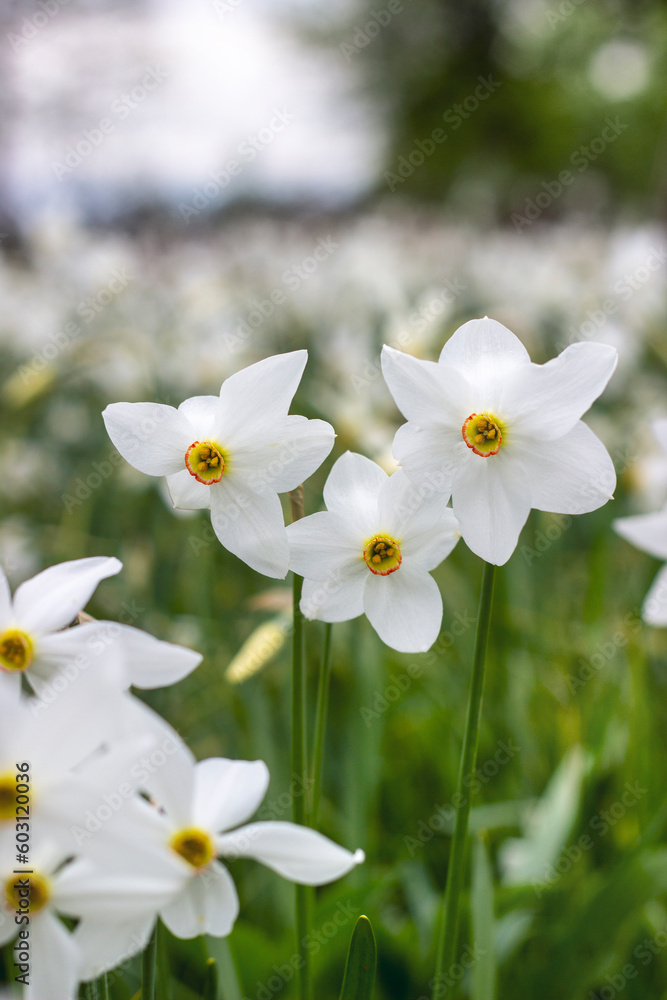 Close-up of three wild angustifolia daffodils. Beautiful floral background. Spring mood. White daffodils. Blurred background. Close-up of three wild angustifolia daffodils. Beautiful floral background. Spring mood. White daffodils. Blurred background.