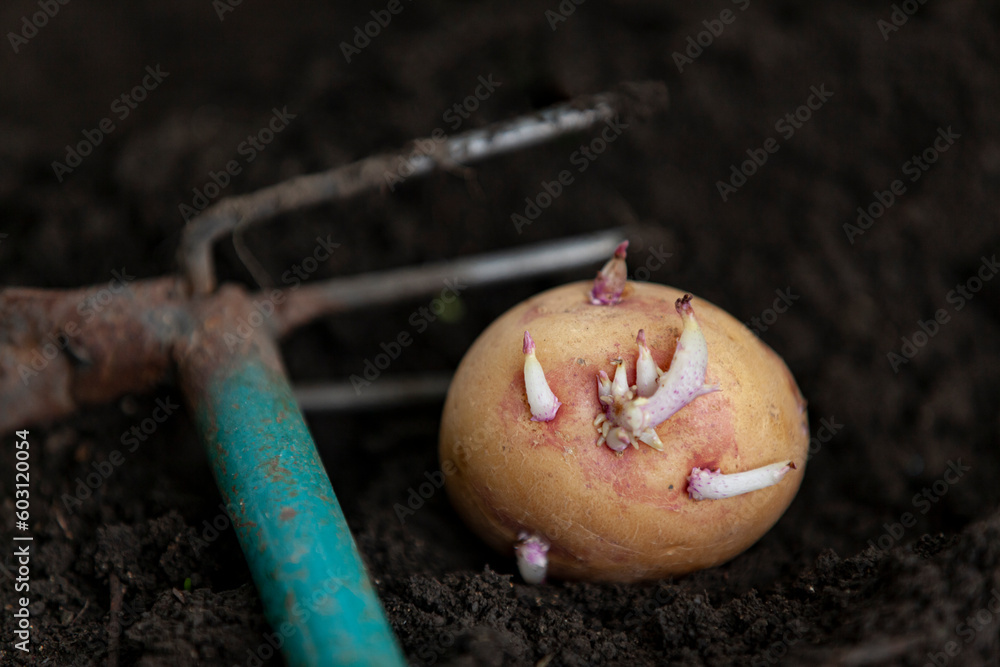Planting a potato tuber in the ground. Close-up.