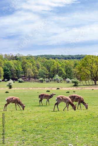Deer farm in Transcarpathia. Breeding deer to obtain deer antlers. Deer antler medicine.