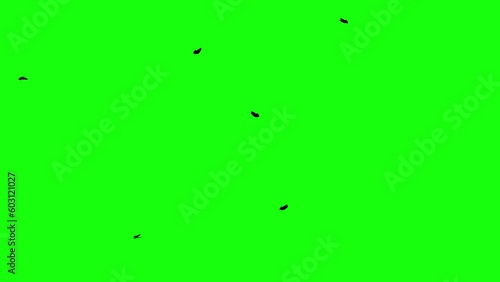 background with butterflies in green screen
