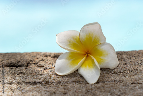 Pretty yellow and white plumeria red frangipani tropical flower, sitting on a ledge by the ocean © MelissaMN