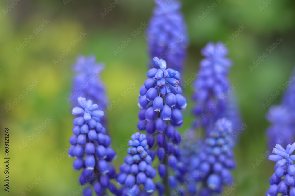 Tender blue Muscari neglectum flowers. Spring flowering. Blue buds flowers Muscari armeniacum . Grape hyacinth. Spring season. Floral background. first spring flowers. Horizontal photo Tender blue Muscari neglectum flowers. Spring flowering. Blue buds flowers Muscari armeniacum . Grape hyacinth. Spring season. Floral background. first spring flowers. Horizontal photo