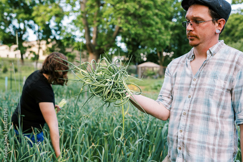 Farmer couple harvesting hardneck garlic scapes in backyard garden photo