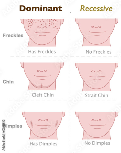 Dominant recessive traits, human face. Genetic, dominance. Genes, alleles.  Human head, color, has freckles,  cleft chin, no dimples. Texture skin, strait. Face shape, Examples. Illustration vector