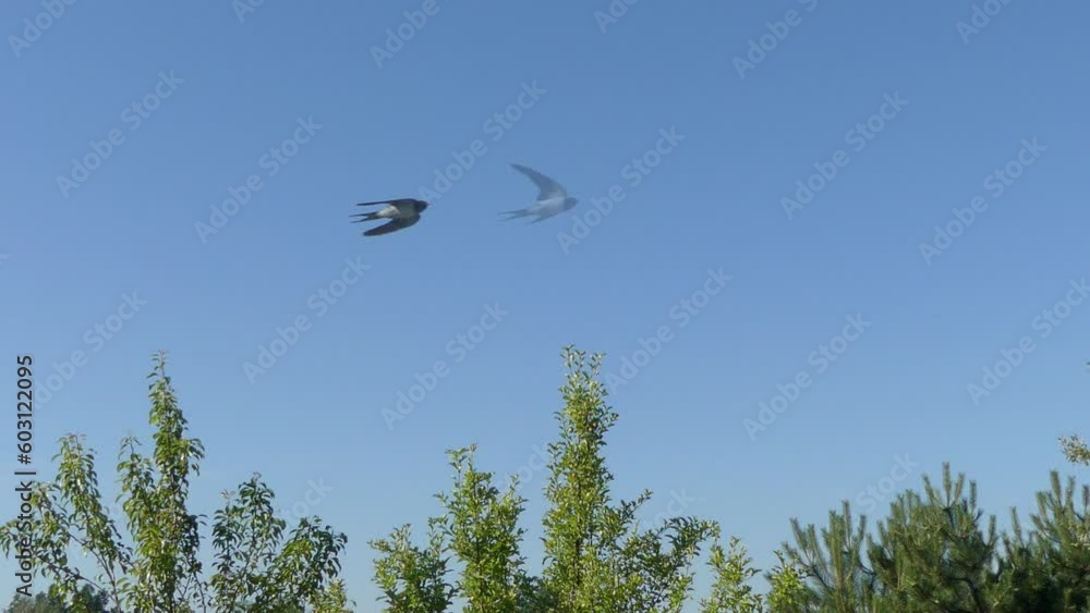 Green treetops, blue sky and swallows flying low over trees on sunny weather - in slow motion. Morning sunny spring and summer shot with pear tree and apple trees with green leaves, pine tree. Green treetops, blue sky and swallows flying low over trees on sunny weather - in slow motion. Morning sunny spring and summer shot with pear tree and apple trees with green leaves, pine tree.