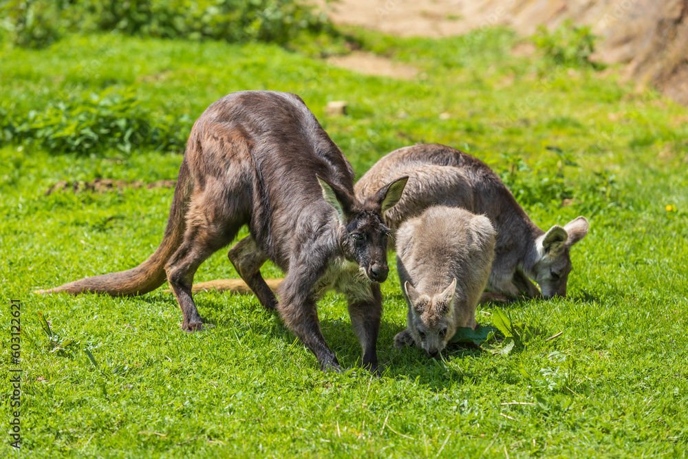 Eastern mountain kangaroo - Macropus robustus robustus on a green meadow Eastern mountain kangaroo - Macropus robustus robustus on a green meadow