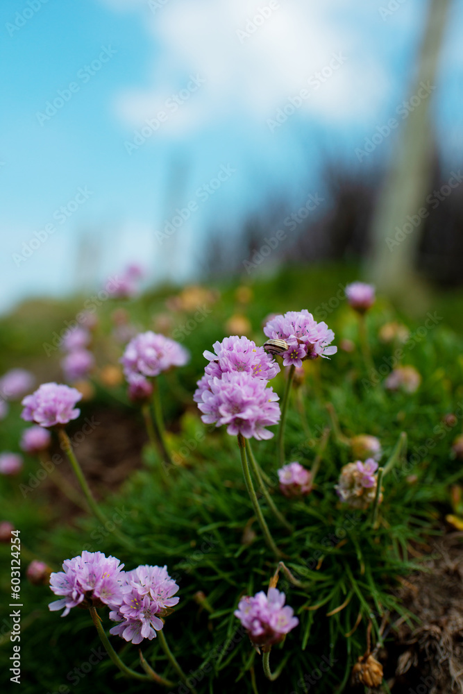 Obraz premium Sea Pinks