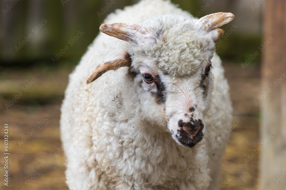 Wallachian sheeps - a breed of white furry sheep from Wallachia in the Czech Republic in Europe. The sheep lie in the corral. Wallachian sheeps - a breed of white furry sheep from Wallachia in the Czech Republic in Europe. The sheep lie in the corral.