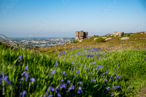 Carn Brea Castle Bluebells photo