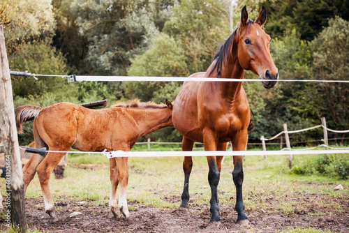Mare with Foal in an Equestrian Arena Enclosure © Filip