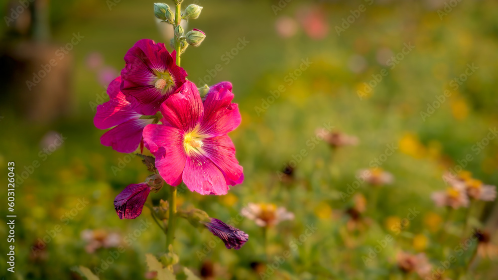 Beautiful hollyhock flowers fully bloomed in the garden with green yellow and flowers bokeh at background. Selective focus.