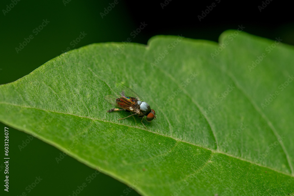 Flat footed fly on the greenplant leaf. Selective focus used. Flat footed fly on the greenplant leaf. Selective focus used.