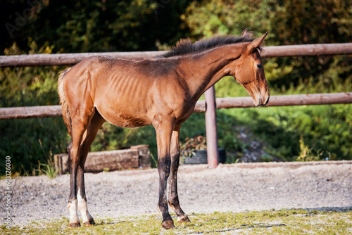 Brown Foal in the Equestrian Arena Enclosure