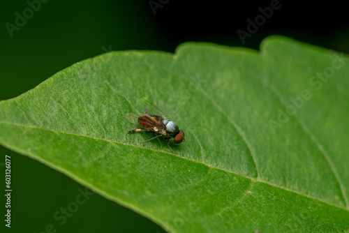 Flat footed fly on the greenplant leaf. Selective focus used.