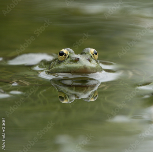 Portrait de grenouille