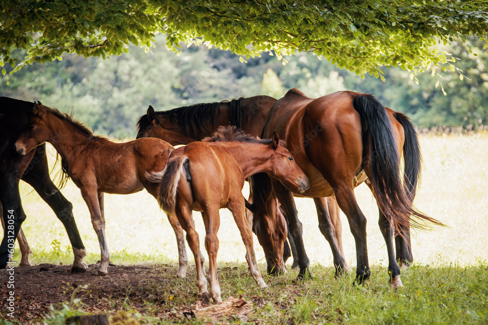 Fototapeta premium Herd of Horses with Foals Grazing in a Meadow