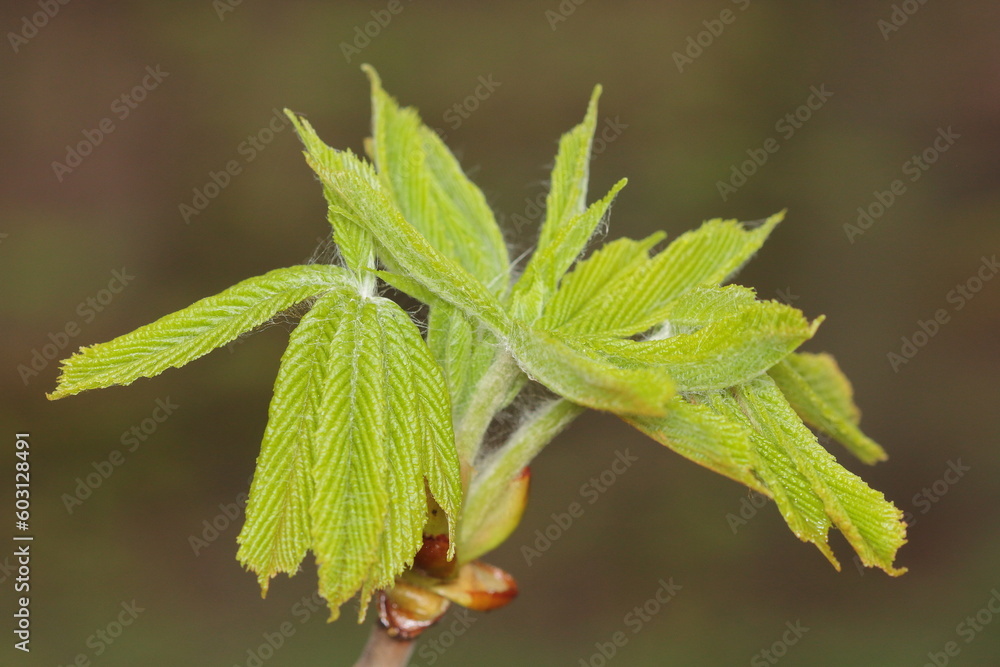 Aesculus hippocastanum, the horse chestnut budding leaf detail Aesculus hippocastanum, the horse chestnut budding leaf detail
