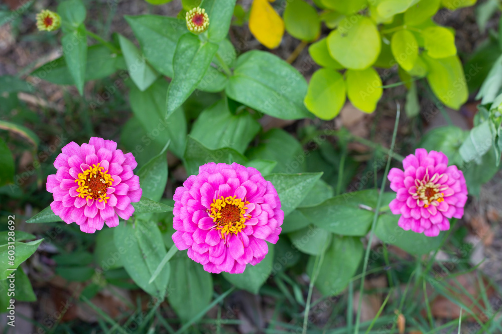 Fototapeta premium Zinnia flower in the garden