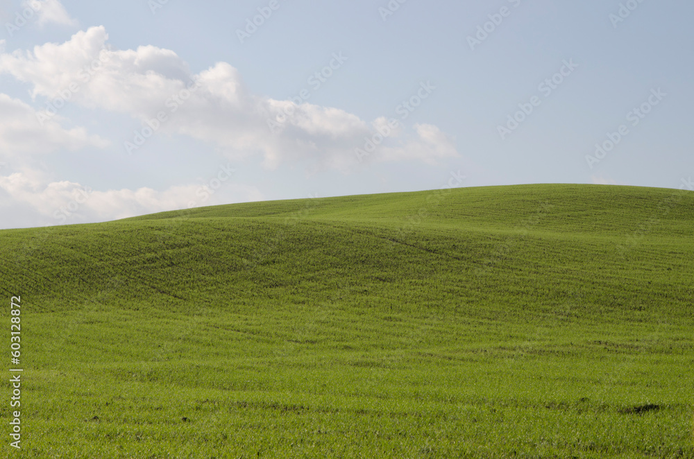Toscana, Italia, Val d'Orcia, veduta su un campo verde e cielo azzurro
