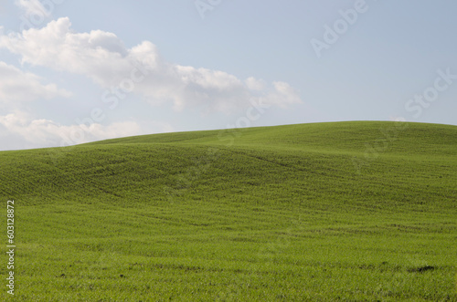 Toscana  Italia  Val d Orcia  veduta su un campo verde e cielo azzurro