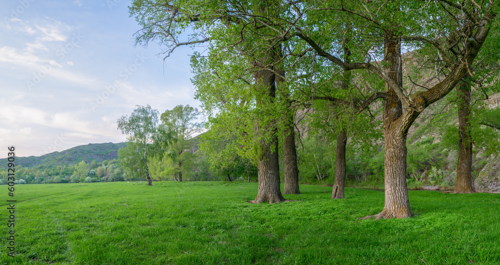 Magnificent trees with textured bark on trunks in a spring meadow illuminated by evening light. Magnificent trees with textured bark on trunks in a spring meadow illuminated by evening light.