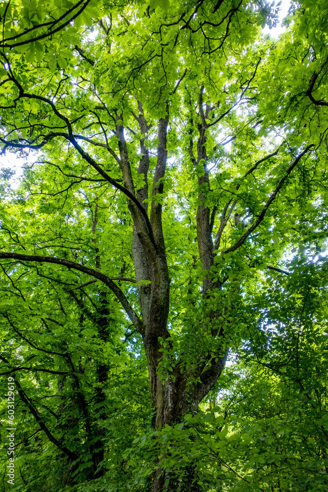 Kastanienbaum im Frühjahr