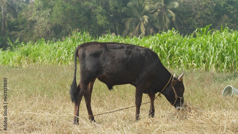 black bull grazing in a meadow in a tropical country black bull grazing in a meadow in a tropical country