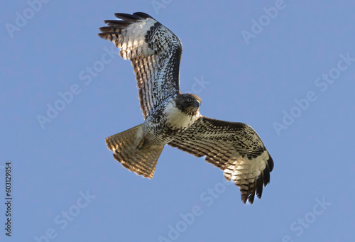 Photos A Red-Tailed Hawk in flight