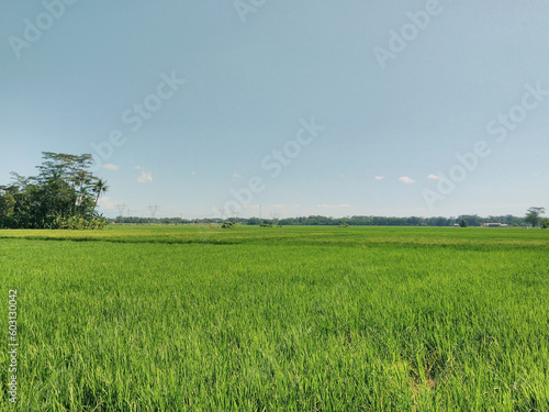 View of rice fields with some trees on the sunny day. 