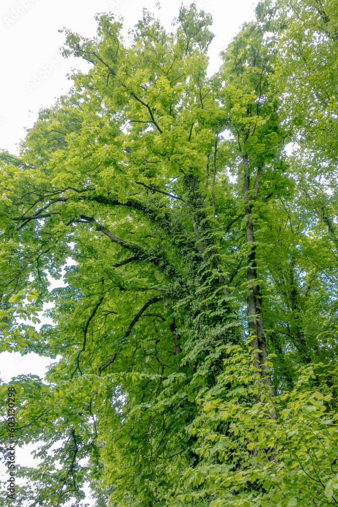 Fototapeta premium Kastanienbaum im Frühjahr