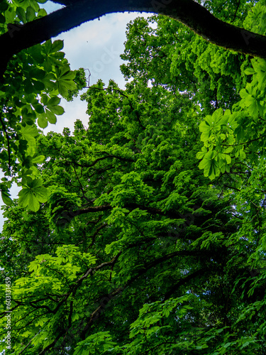 Kastanienbaum im Fr  hjahr