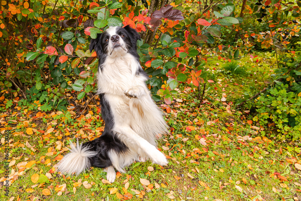 Funny smiling puppy dog border collie playing jumping on fall colorful foliage background in park outdoor. Dog on walking in autumn day. Hello Autumn cold weather concept Funny smiling puppy dog border collie playing jumping on fall colorful foliage background in park outdoor. Dog on walking in autumn day. Hello Autumn cold weather concept