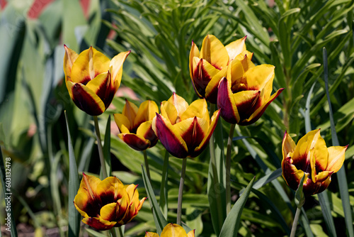 Colorful spring flower bed with colorful tulips. Flowerbed with red and yellow tulips. Beautiful postcard with tulips. Spring botanical background for postcard design