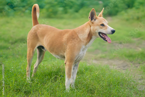 Portrait of a Beautiful Telomian Dog, Telomian Dog Standing on the Field, Telomian Dog Breed