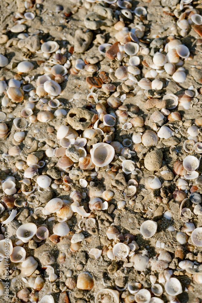 Cockleshell background
Cockleshell background