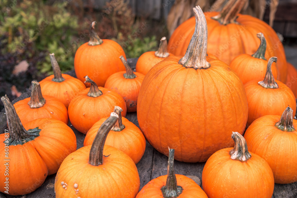 Close up of big pumpkins on sale in a farm market in autumn. Selective focus. Close up of big pumpkins on sale in a farm market in autumn. Selective focus.