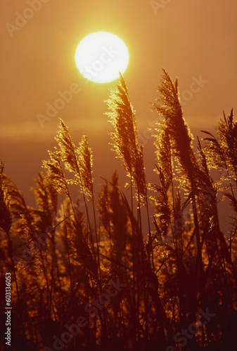 Sunset phragmites Prime Hook National Wildlife Refuge Delaware