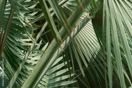 palm tree leaves closeup