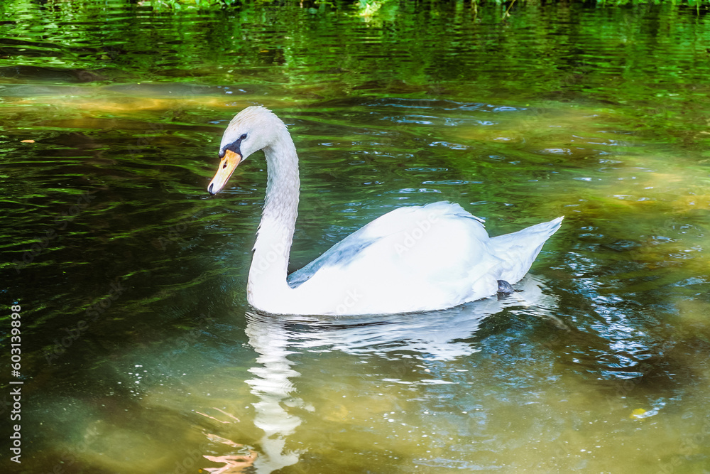 Fototapeta premium Lonely wild white swan swim in river
