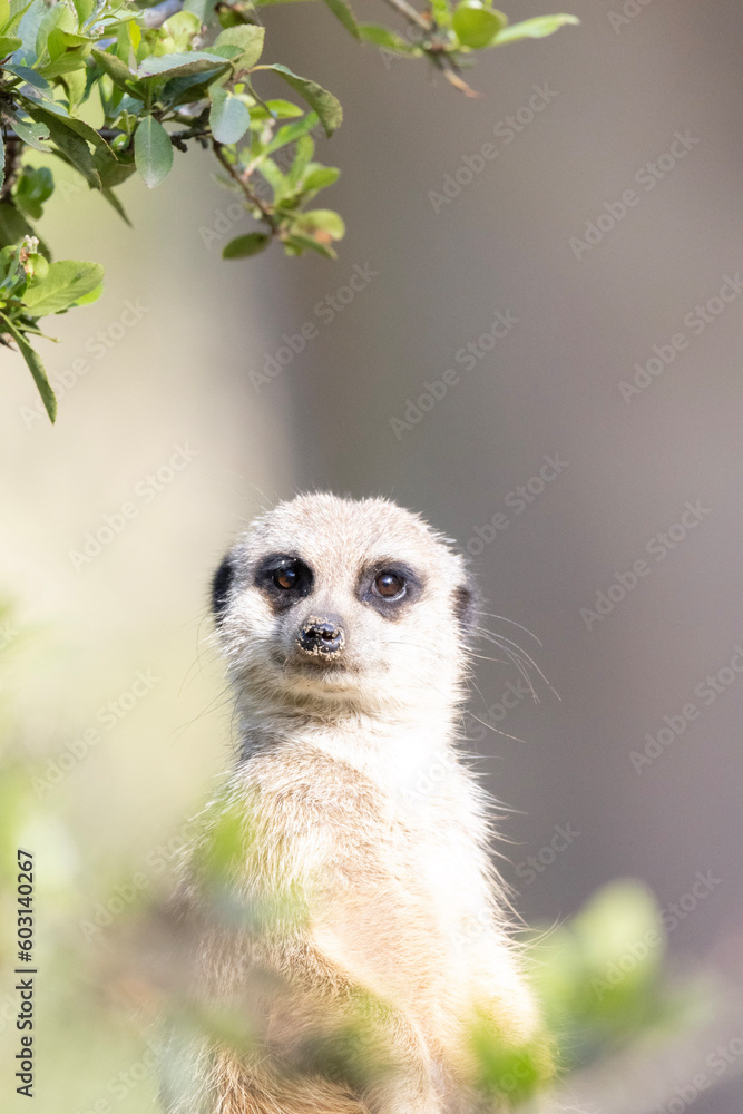 Fototapeta premium meerkat on guard