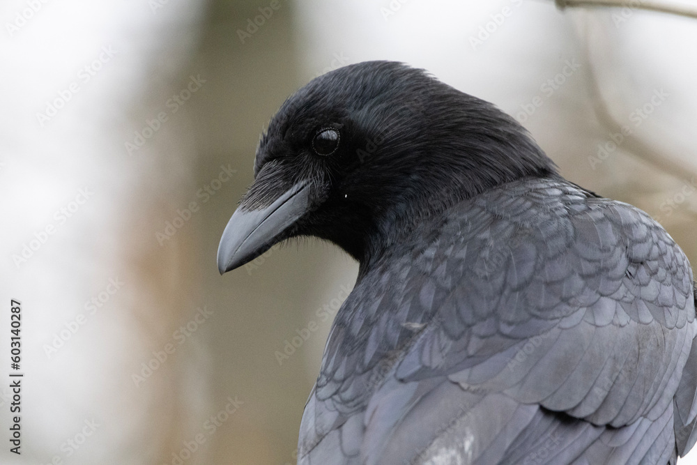 Fototapeta premium close up of a pigeon