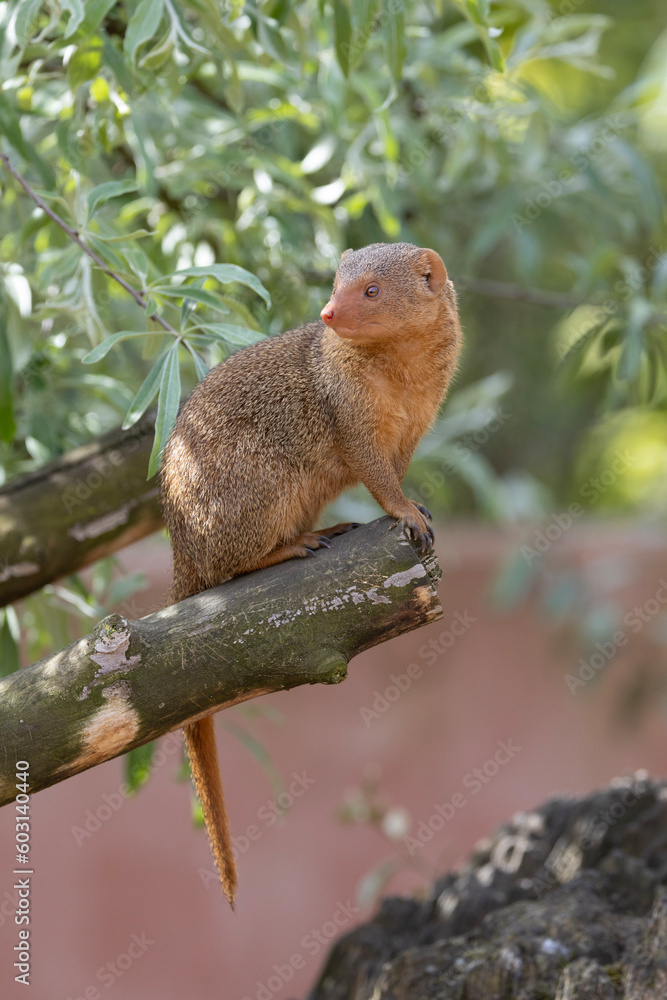 Obraz premium red tailed dog