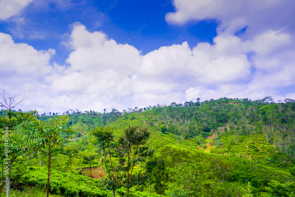 Obraz premium beutyfull Landscape green meadows with beutyfull blue sky and white clouds in day ligth for background