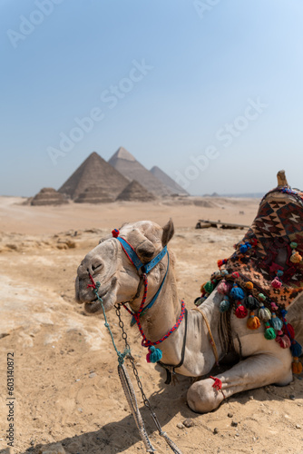 Colorfully saddled camel sitting and relaxing in front of the Pyramids of Giza