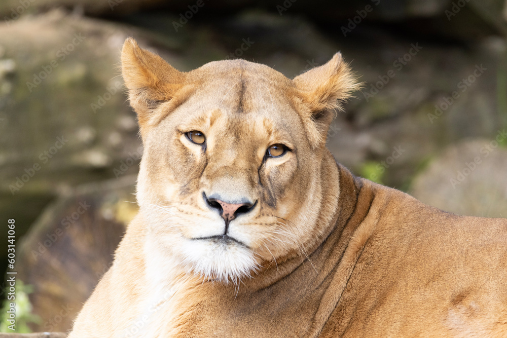 Obraz premium portrait of a lion
