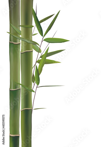 Fototapeta Naklejka Na Ścianę i Meble -  bamboo isolated png